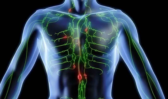 Lymphatic drainage image
