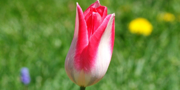Test1234 - Partner Offer Image