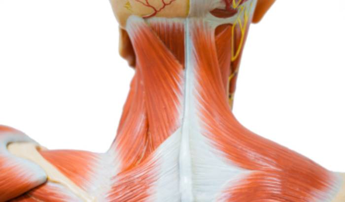 Neck Pain- What can you do about it?