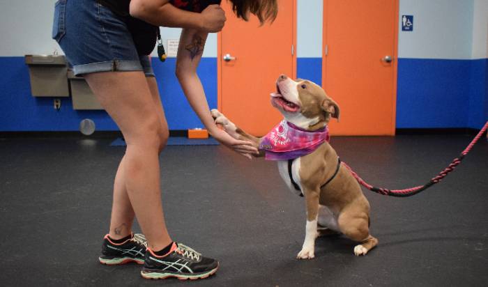 You Train Alongside Your Dog