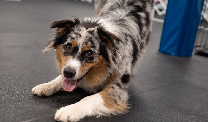 Obedience article image