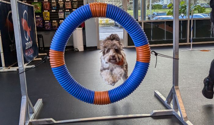 Agility article image