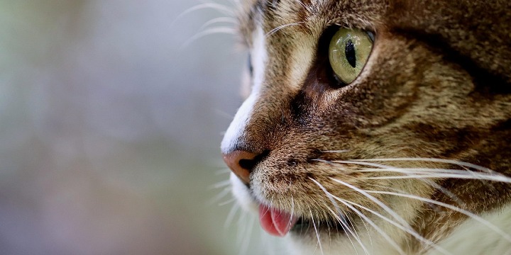 Cats are small, domesticated carnivorous mammals, known for their sleek bodies, sharp claws, and keen senses. They are highly adaptable, with a variety of coat colors and patterns, and are popular pets due to their independence and affection.  - Partner Offer Image