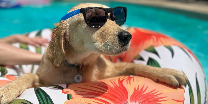 🐾 Don’t miss out! Our Summer Blowout Dog Training Special ends Sept 27! 👉 Save up to $500 on Board & Train programs today. offer image