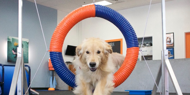 Pet Professionals Partnership 50% OFF your first training package offer image