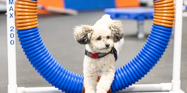 FREE Fi Collar and $50 OFF your 1st Class Pass offer image