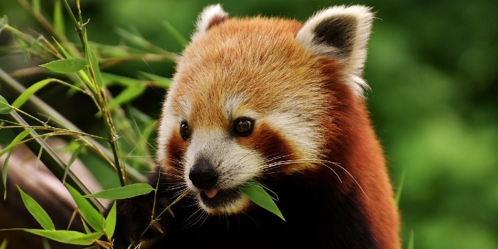 FIRST COME FIRST SERVE! FREE PANDA FOR YOU! offer image