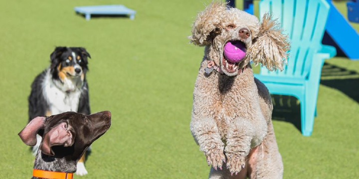 EXCLUSIVE - 50% OFF First Daycare Day offer image